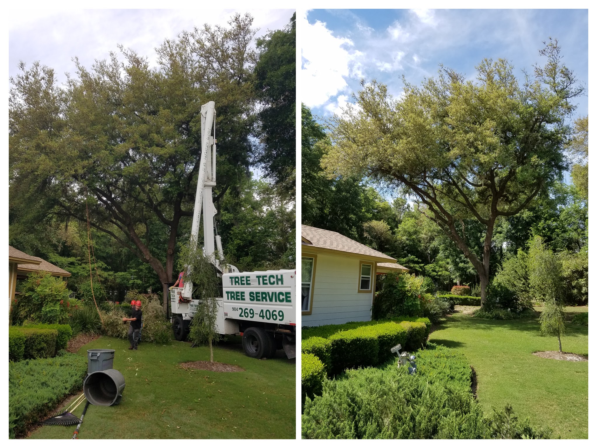 Before and After picture of tree removal.