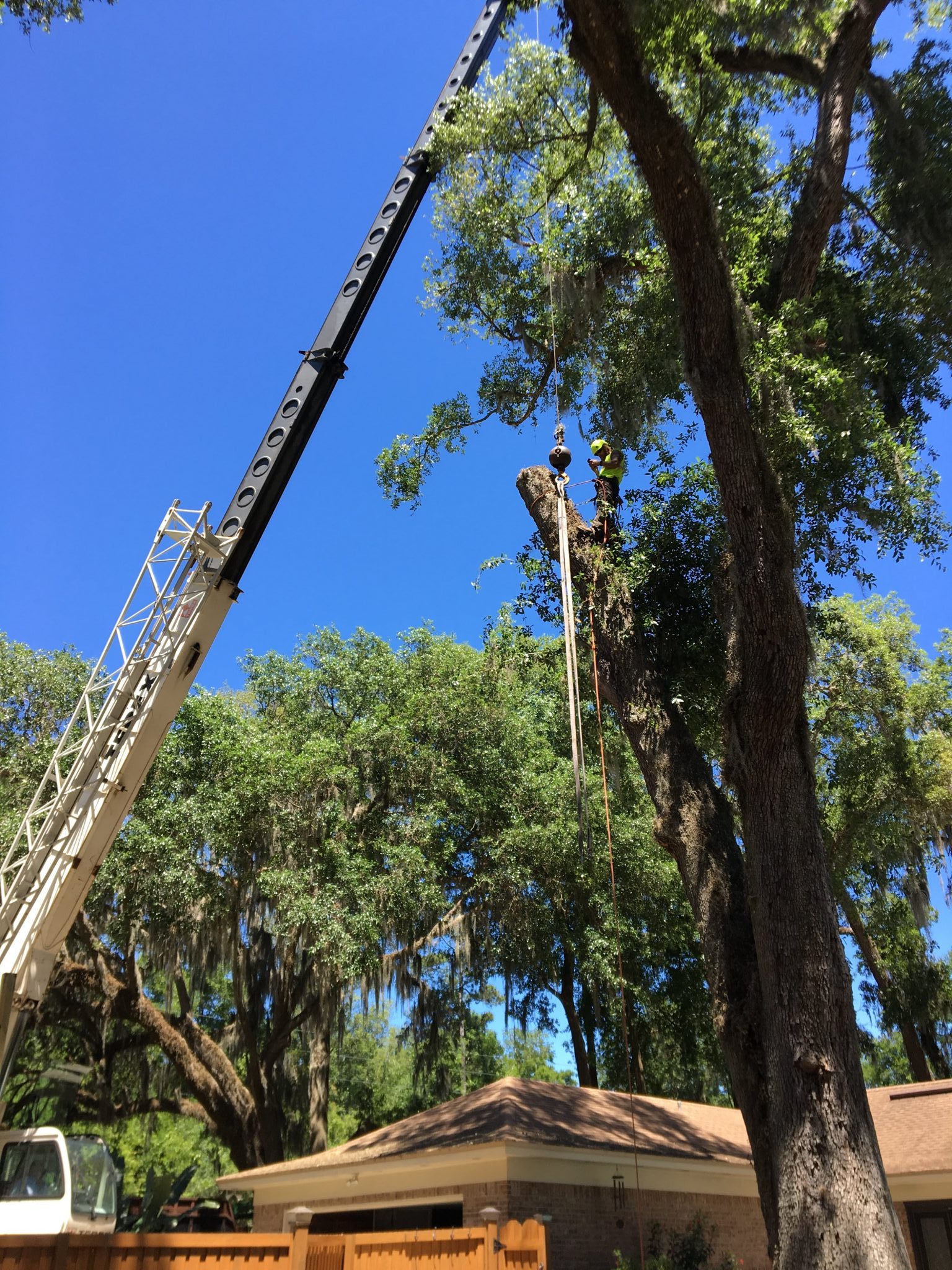 Removing a tree.
