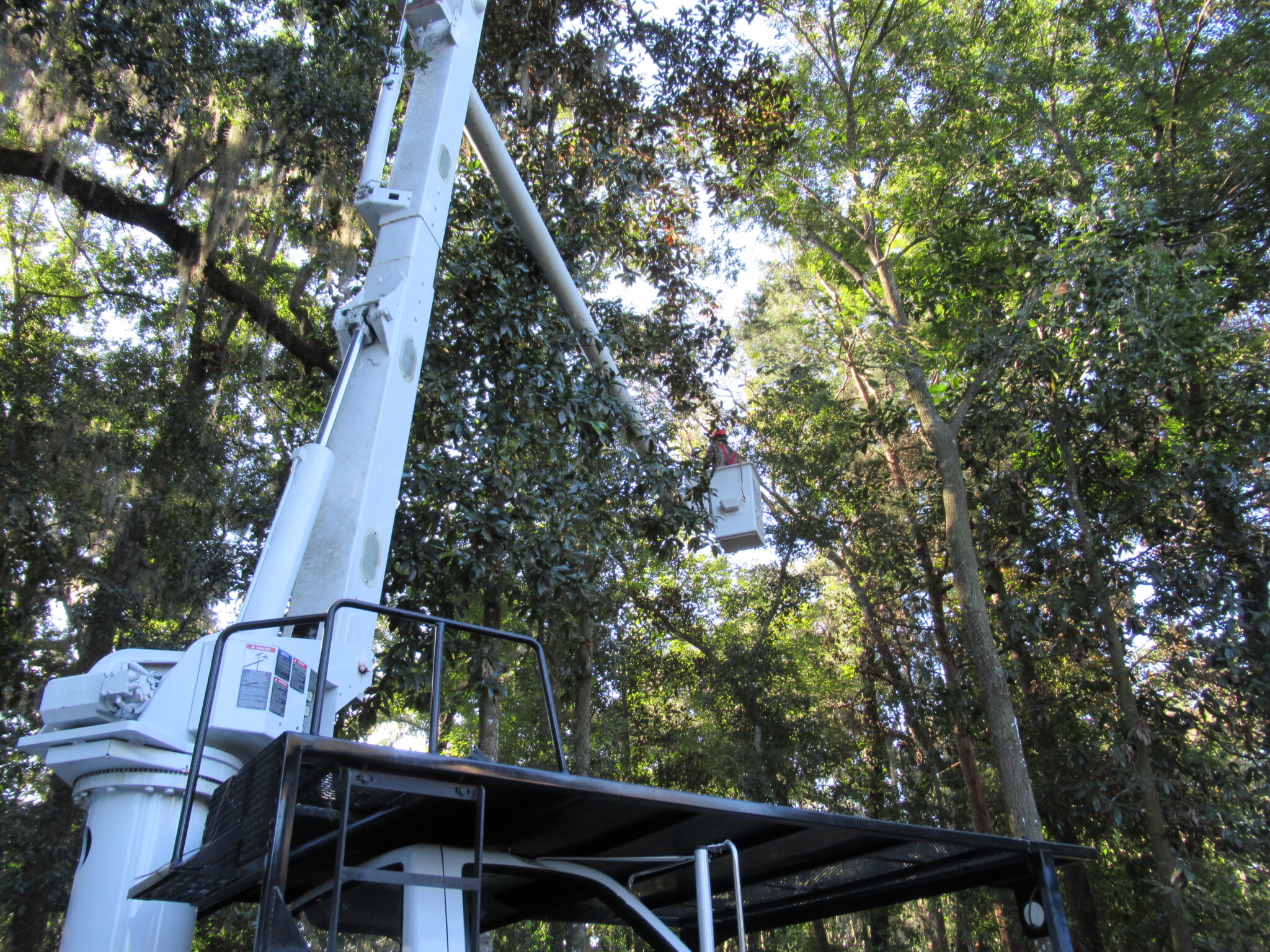 Tree Trimming in Green Cove Springs, FL