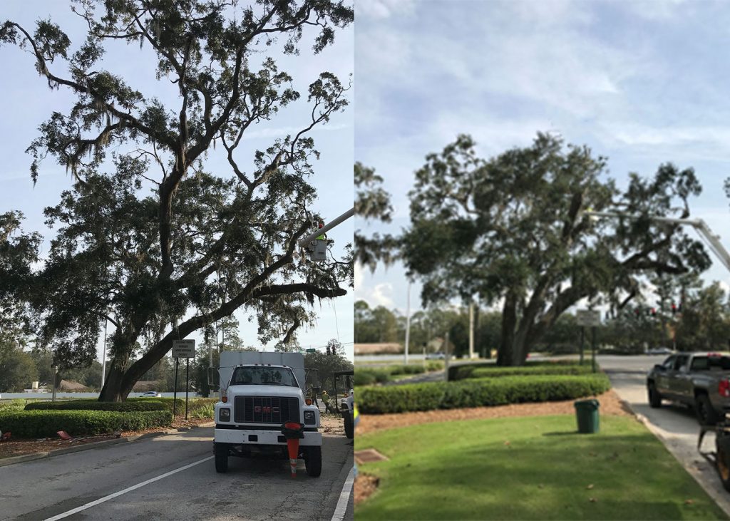 Tree Trimming in Green Cove Springs, FL