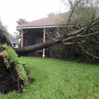 Storm-Damaged Trees in Green Cove Springs, FL