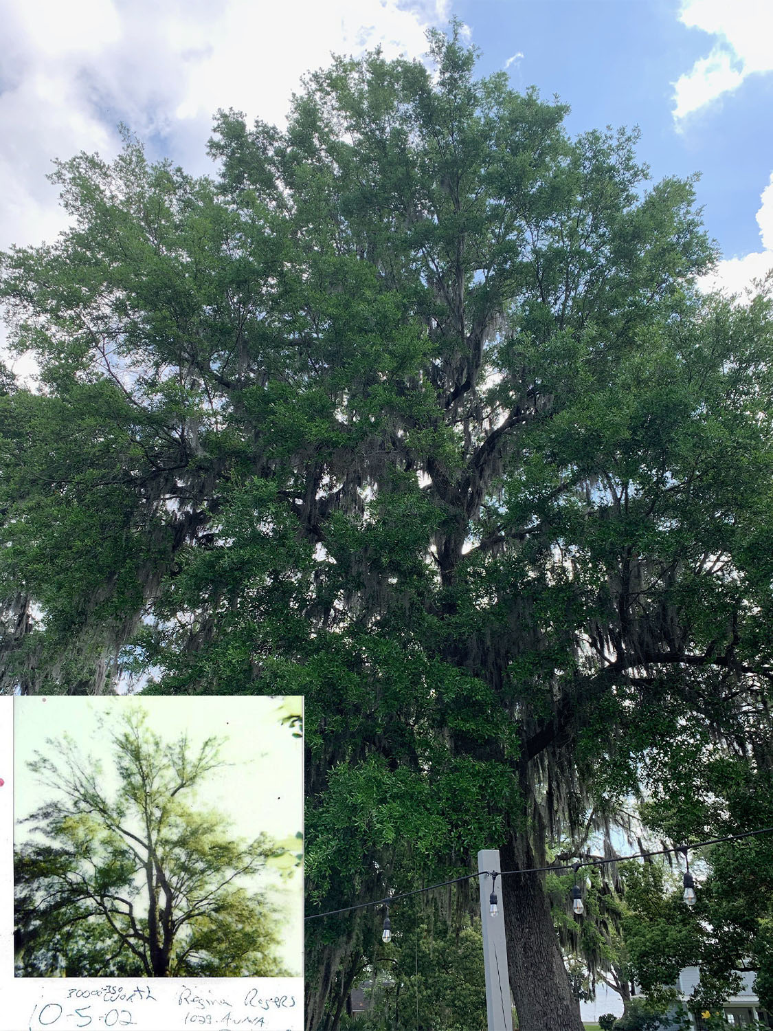 A beautiful Tree restored by Tree tech