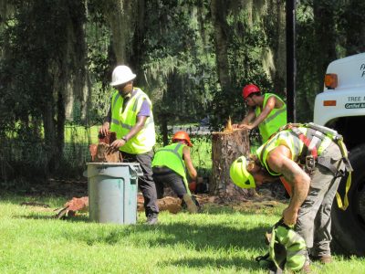 Tree Clearing