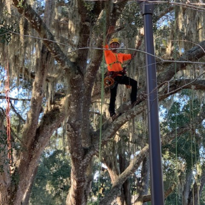 Man Standing on Branch 