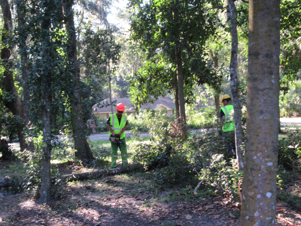Tree Removal Services - Cleaning Up